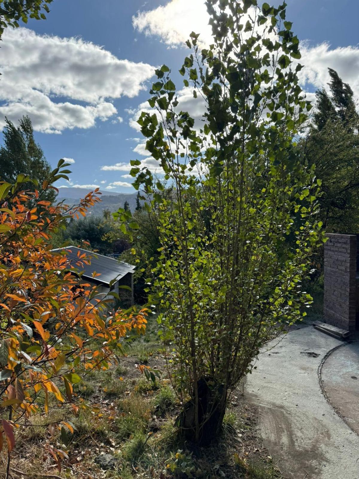 הוילה San Martín de los Andes Huilen De Bandurrias מראה חיצוני תמונה
